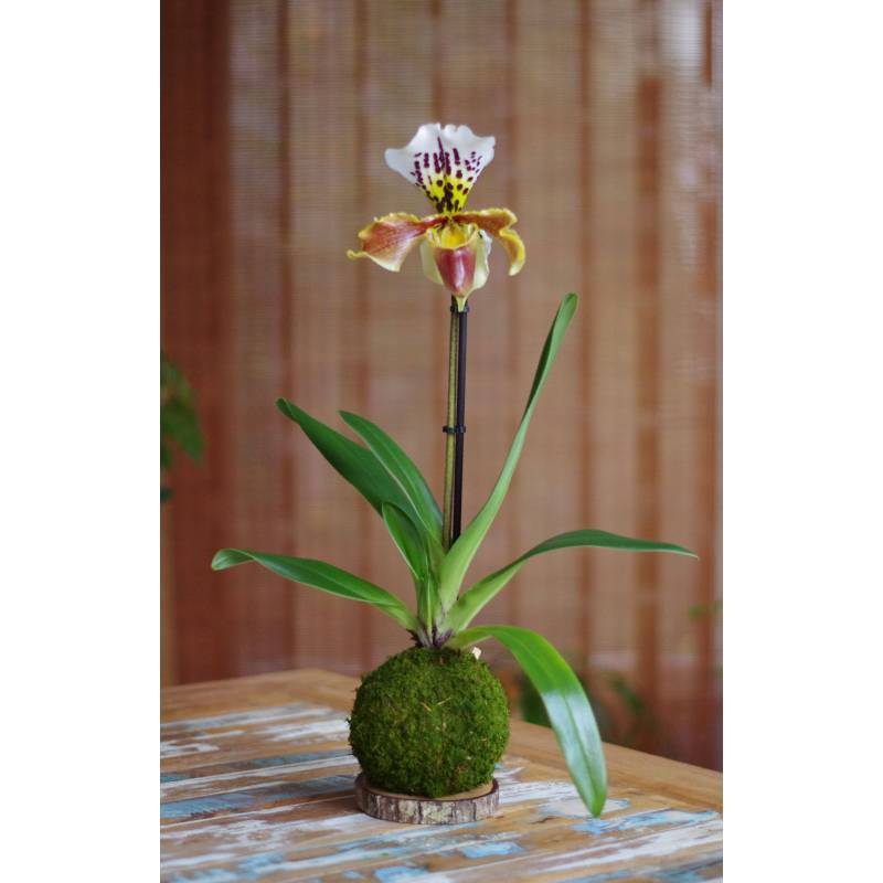 Orchidée Sabot Vénus