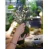 Atelier Kokedama Samedi 19 juillet 2025