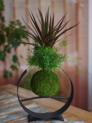 Kokedama Héxager Ni