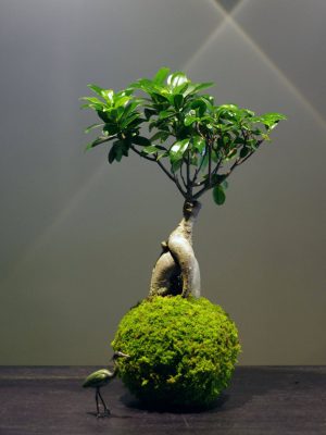 Kokedama Daitokuji Go