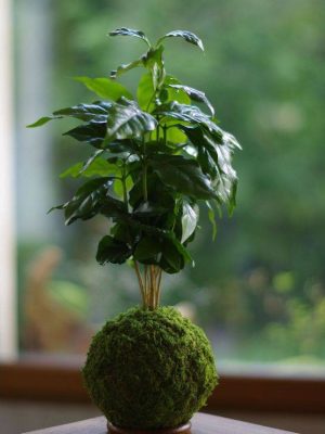Kokedama Kaldi Ichi