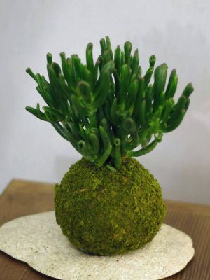 Kokedama Gollum Ichi