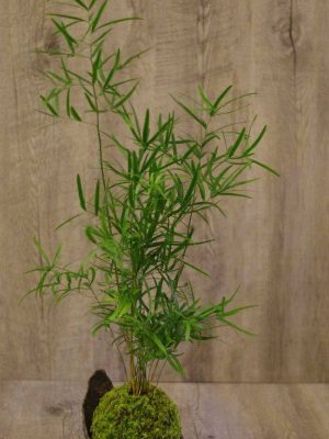 Kokedama Mélanésie San