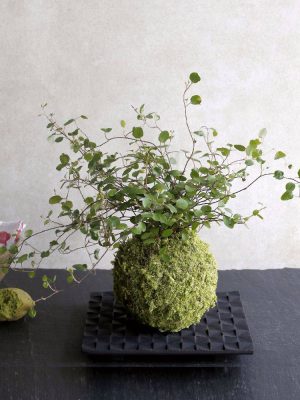 Kokedama Myoho-Ji Ni