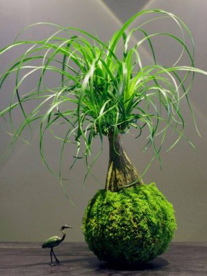 Kokedama Río Plátano Ni