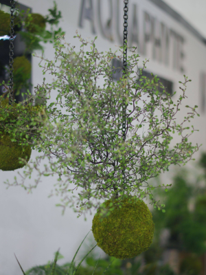 Kokedama Saiho-Ji San