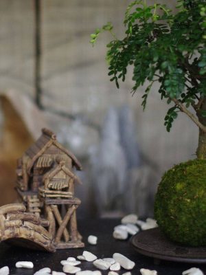 Kokedama Sishuan San