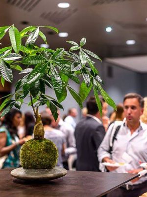 Kokedama Katsura Shi