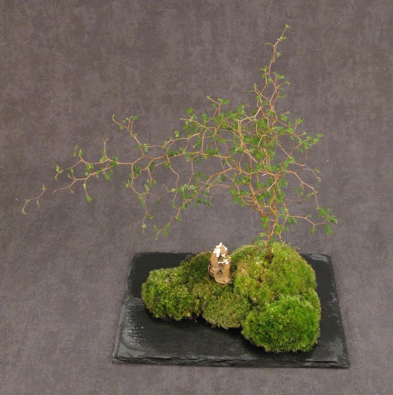 wp-image145.png Paysage Petra