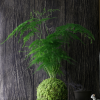 Kokedama Bassin du Congo