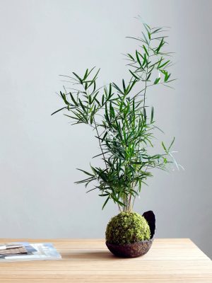 Kokedama Mélanésie Ni