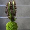Kokedama Ningaloo San
