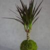 Kokedama Volcan du Rwanda San